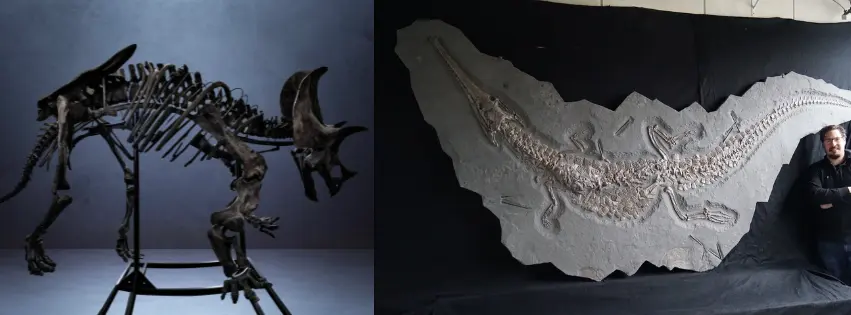 Squelette de Tricératops et crocodile du Jurassic vendus par Fossil Realm