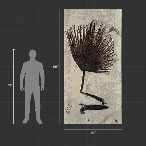 Taille du Fossile de Fronde de Palmier