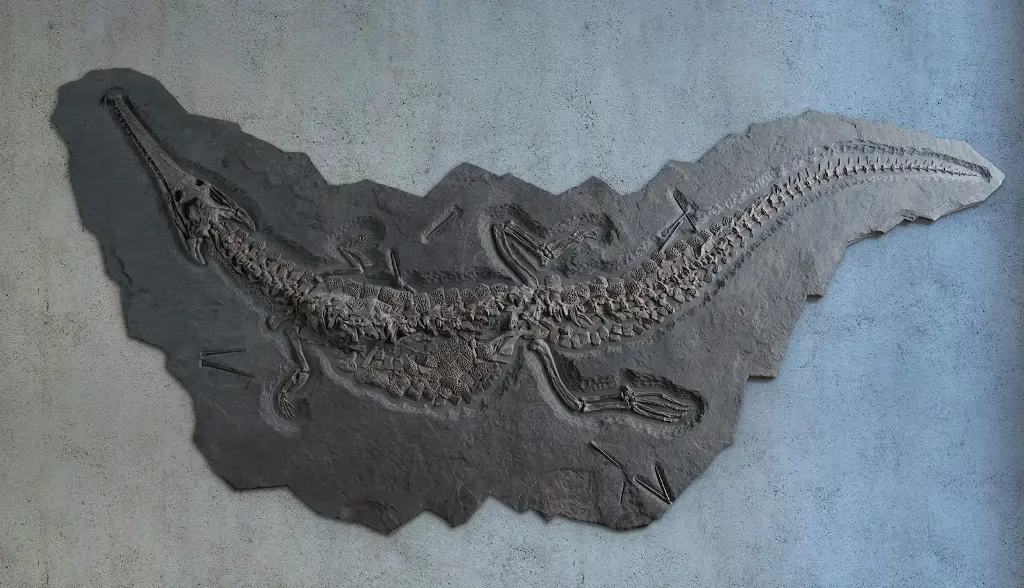 Fossile de crocodile du Jurassique de Fossil Realm